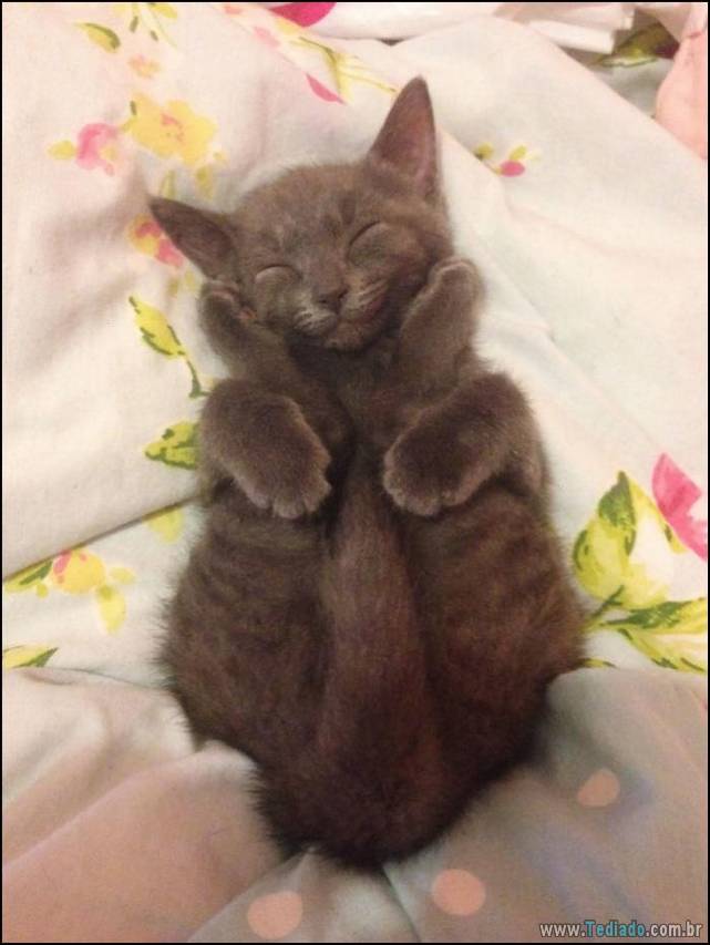 gatos-sorridentes-07