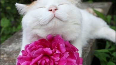 15 gatos sorridentes 20