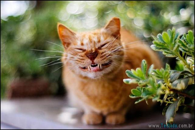 gatos-sorridentes-11