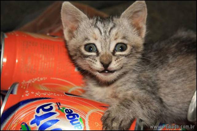 gatos-sorridentes-12