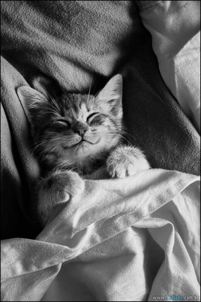 gatos-sorridentes-13