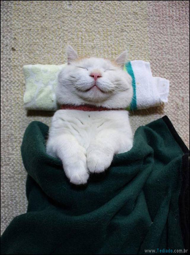 gatos-sorridentes-14