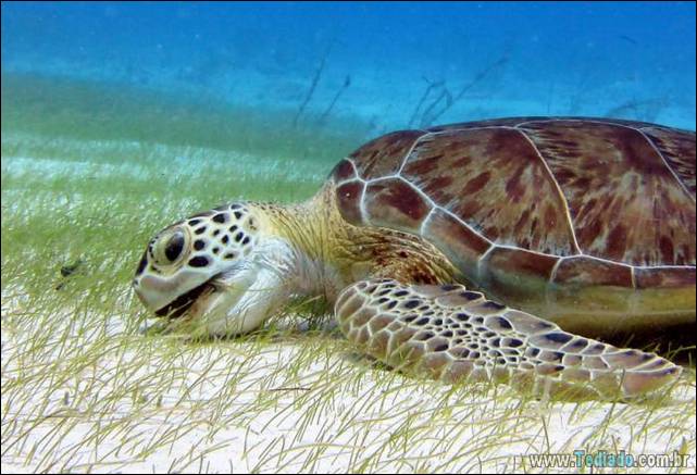 belas-fotografias-subaquaticas-02