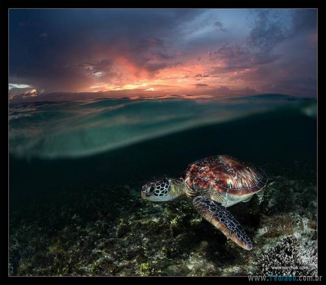 belas-fotografias-subaquaticas-07