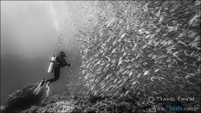 belas-fotografias-subaquaticas-10