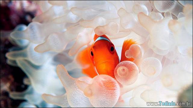 belas-fotografias-subaquaticas-11