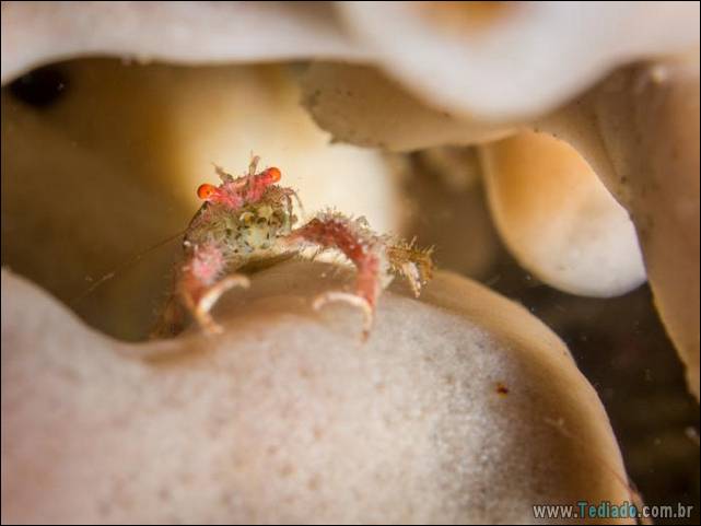 belas-fotografias-subaquaticas-13