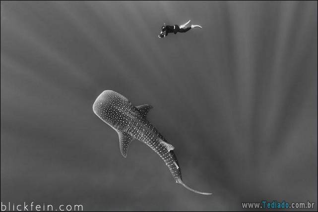 belas-fotografias-subaquaticas-17