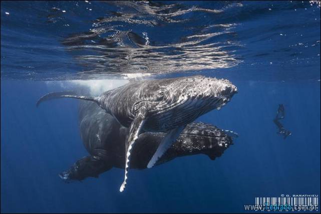 belas-fotografias-subaquaticas-19