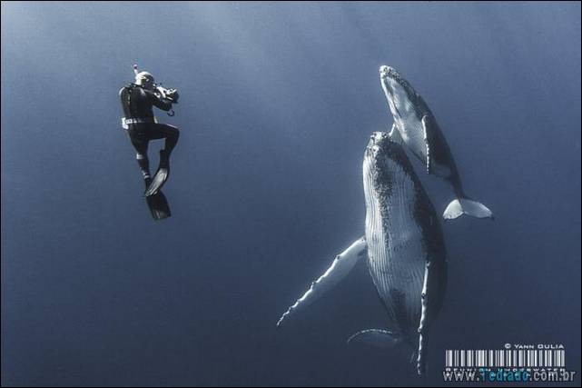 belas-fotografias-subaquaticas-20