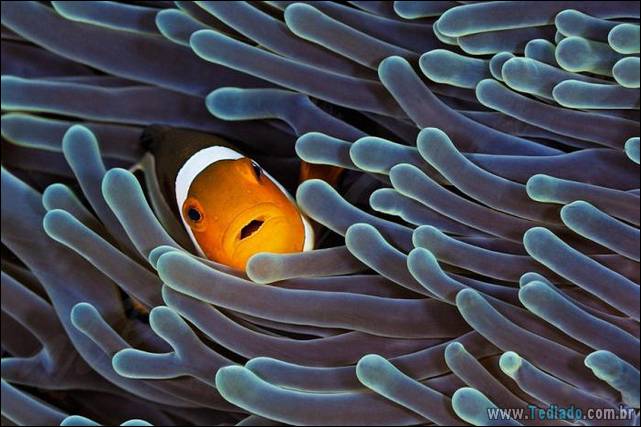 belas-fotografias-subaquaticas-21