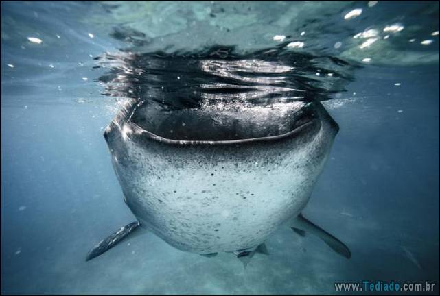 belas-fotografias-subaquaticas-23