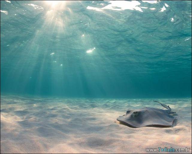 belas-fotografias-subaquaticas-24