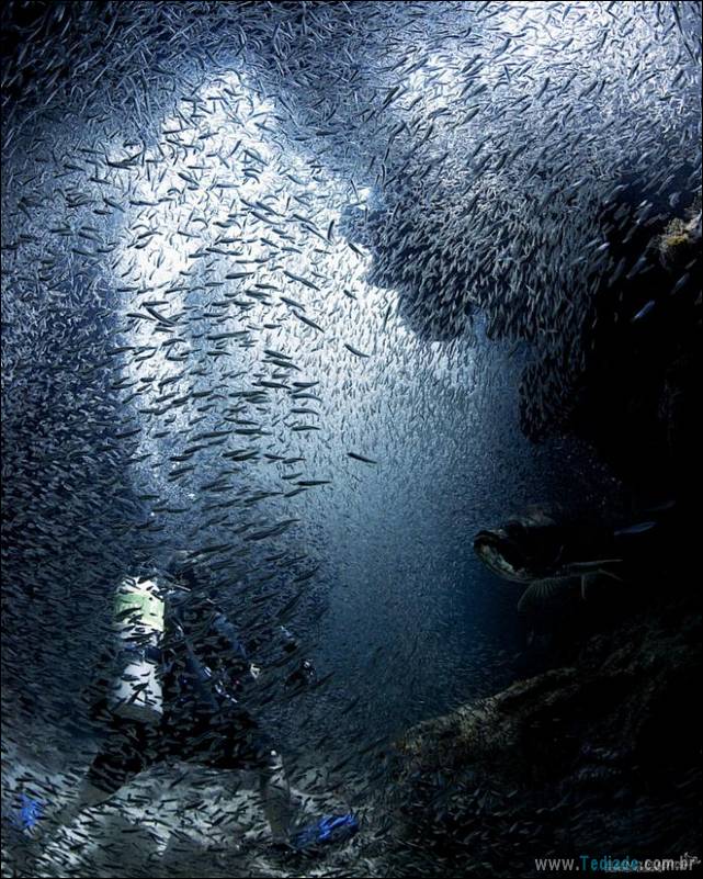 belas-fotografias-subaquaticas-25