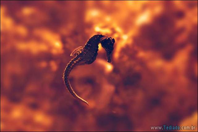 belas-fotografias-subaquaticas-26