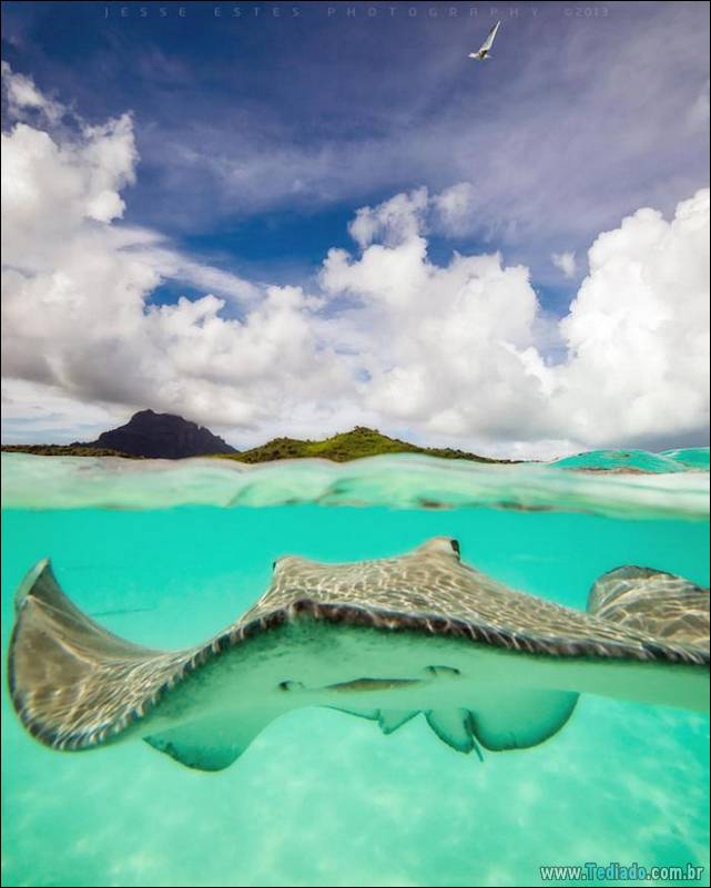 belas-fotografias-subaquaticas-29