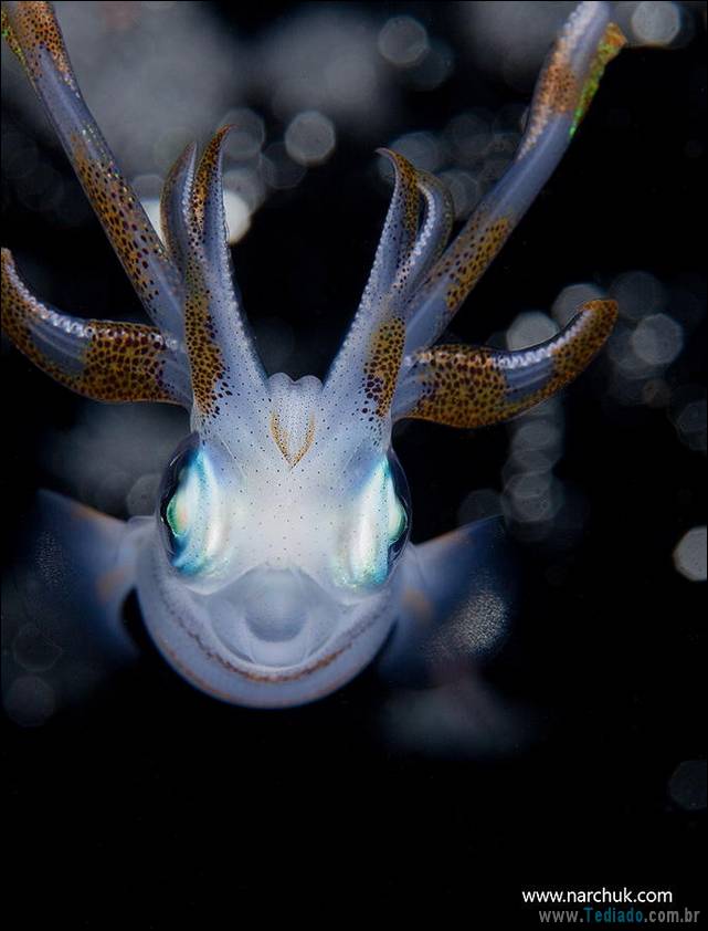 belas-fotografias-subaquaticas-31