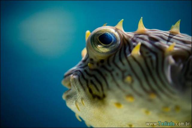 belas-fotografias-subaquaticas-35