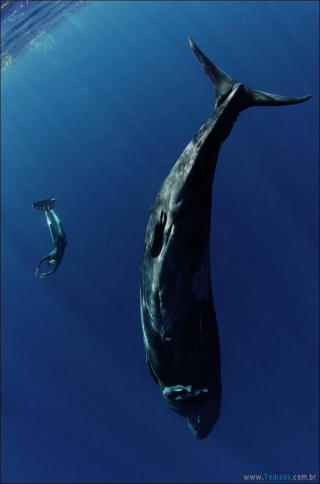 belas-fotografias-subaquaticas-41