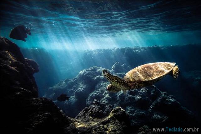 belas-fotografias-subaquaticas-42