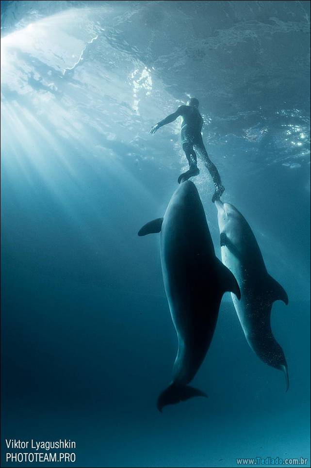 belas-fotografias-subaquaticas-44