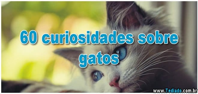 curiosidades-sobre-gatos