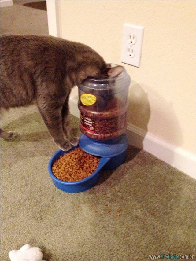 a-incrivel-logica-dos-gatos-03