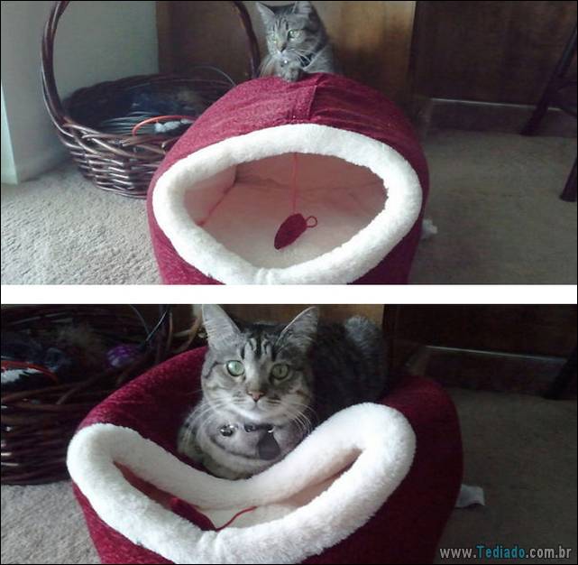 a-incrivel-logica-dos-gatos-04