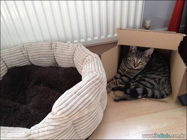 a-incrivel-logica-dos-gatos-05