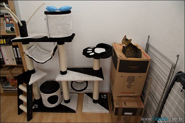 a-incrivel-logica-dos-gatos-08