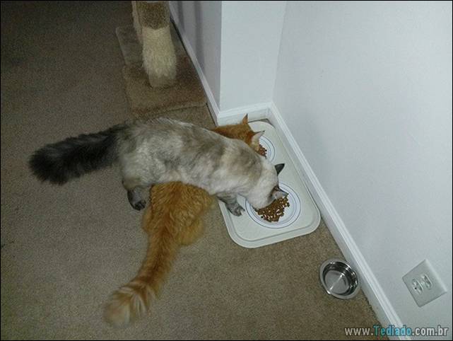 a-incrivel-logica-dos-gatos-09