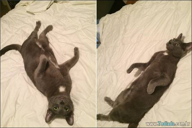 a-incrivel-logica-dos-gatos-12