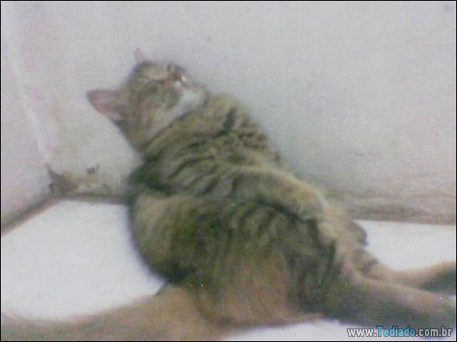 a-incrivel-logica-dos-gatos-13