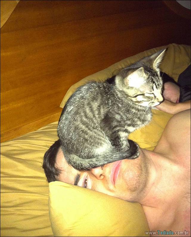 a-incrivel-logica-dos-gatos-16