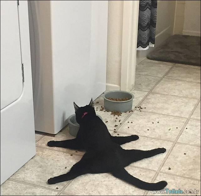 a-incrivel-logica-dos-gatos-20