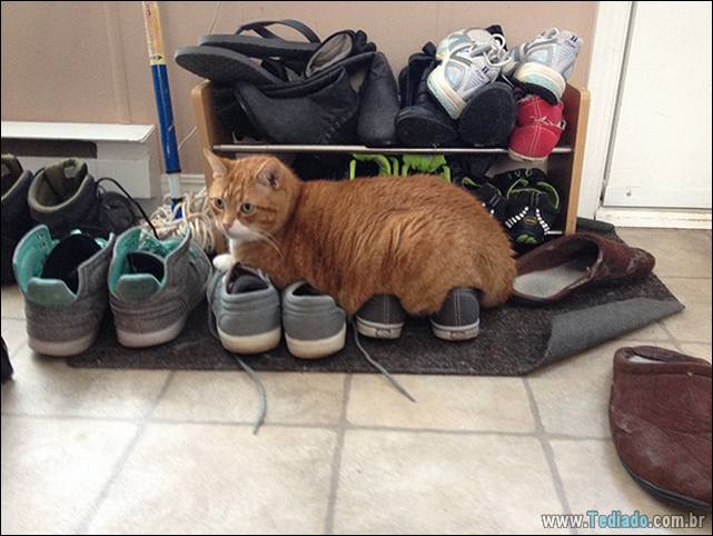 a-incrivel-logica-dos-gatos-24