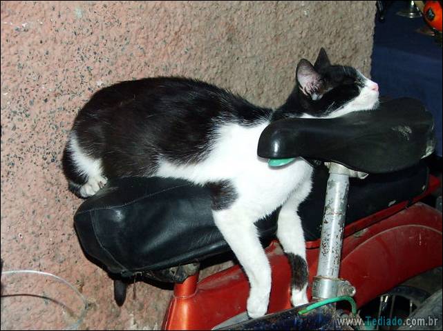 a-incrivel-logica-dos-gatos-25