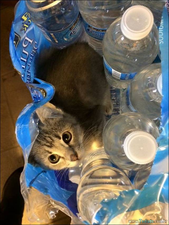 a-incrivel-logica-dos-gatos-28