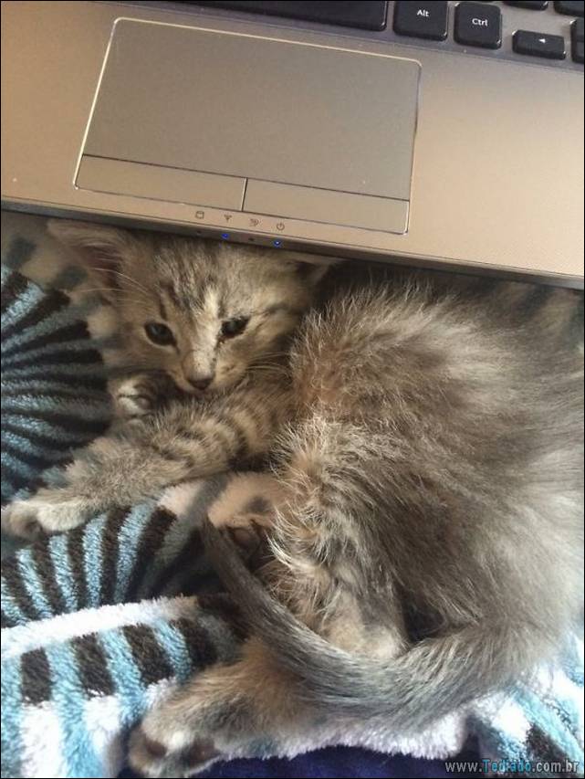 a-incrivel-logica-dos-gatos-29