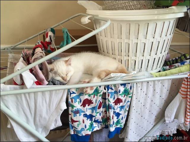 a-incrivel-logica-dos-gatos-31