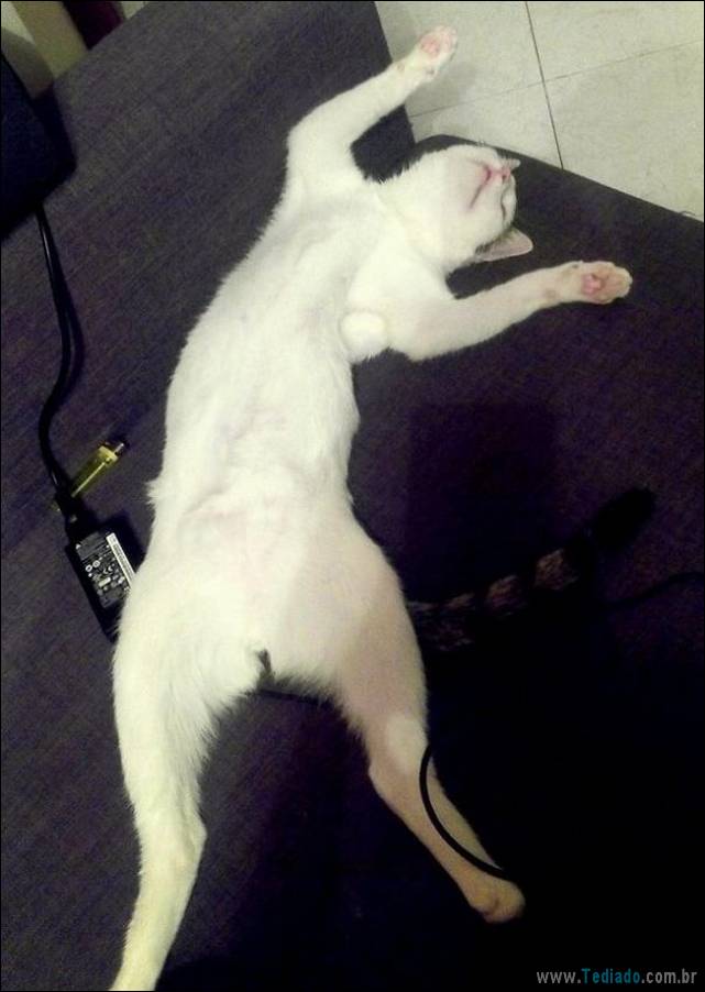 a-incrivel-logica-dos-gatos-34