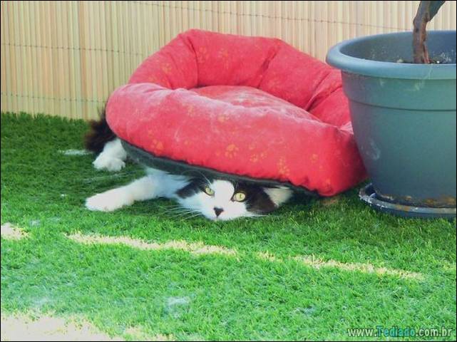 a-incrivel-logica-dos-gatos-35