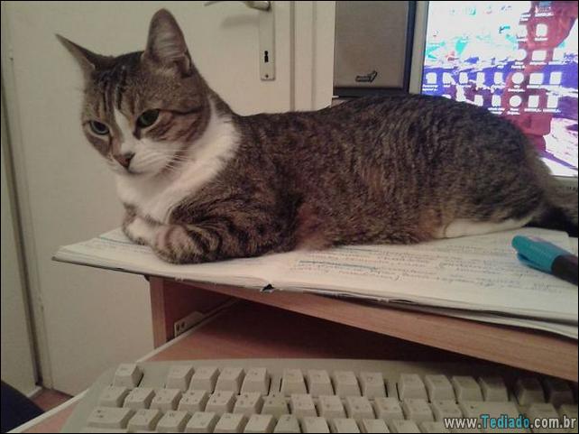 37 Gatos que não se preocupam com o seu espaço pessoal 2 gato-e-seus-espacos-02