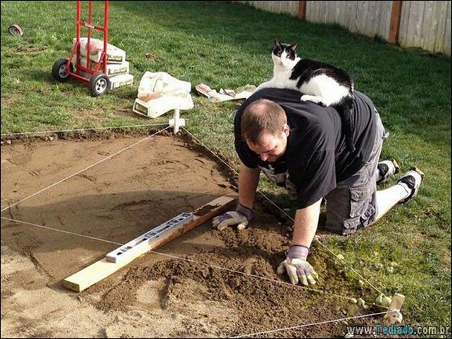 37 Gatos que não se preocupam com o seu espaço pessoal 3 gato-e-seus-espacos-03