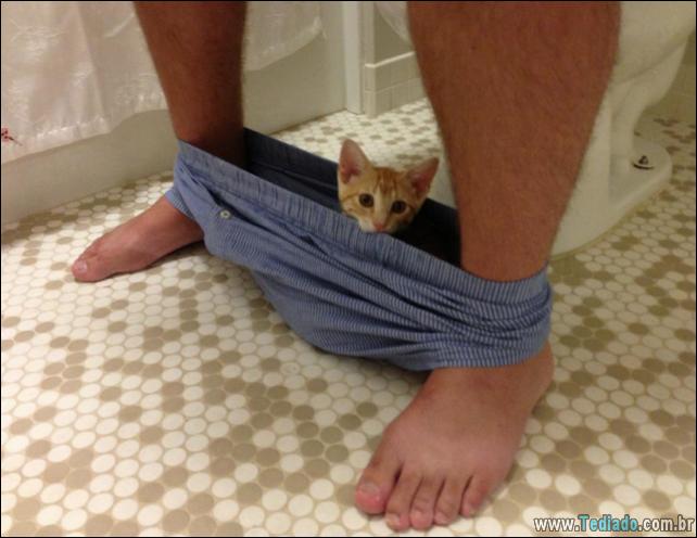 37 Gatos que não se preocupam com o seu espaço pessoal 7 gato-e-seus-espacos-07