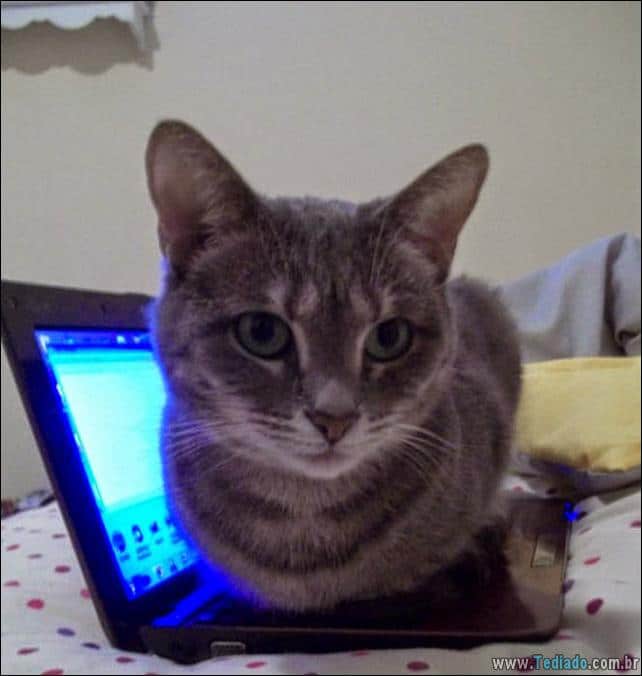37 Gatos que não se preocupam com o seu espaço pessoal 14 gato-e-seus-espacos-14
