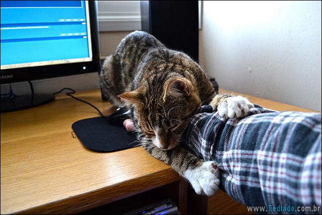 37 Gatos que não se preocupam com o seu espaço pessoal 17 gato-e-seus-espacos-17