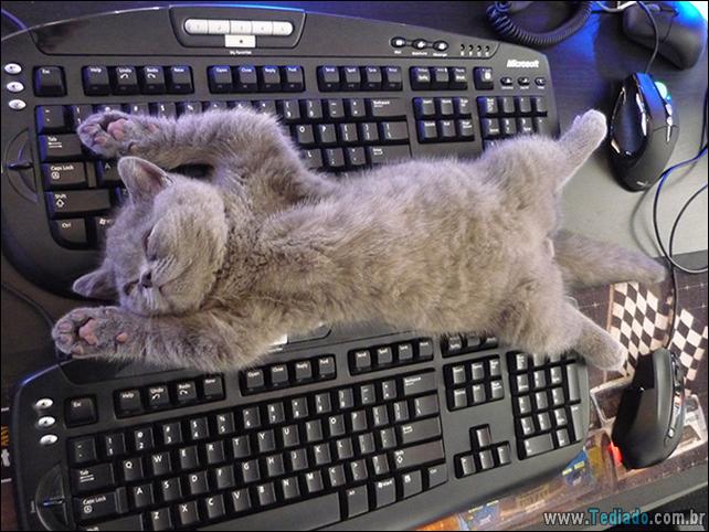 37 Gatos que não se preocupam com o seu espaço pessoal 18 gato-e-seus-espacos-18