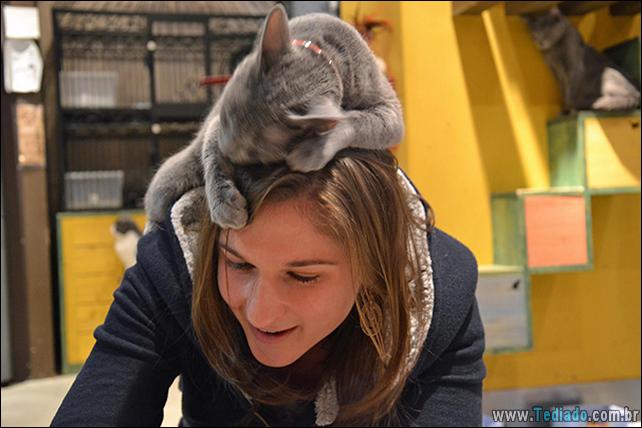 37 Gatos que não se preocupam com o seu espaço pessoal 21 gato-e-seus-espacos-21