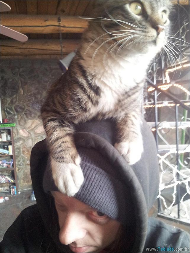 37 Gatos que não se preocupam com o seu espaço pessoal 22 gato-e-seus-espacos-22